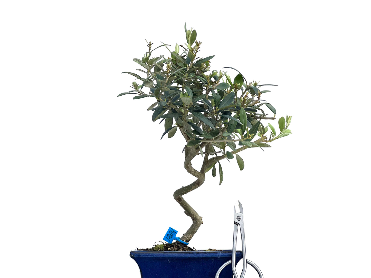 Olea Europaea 1264