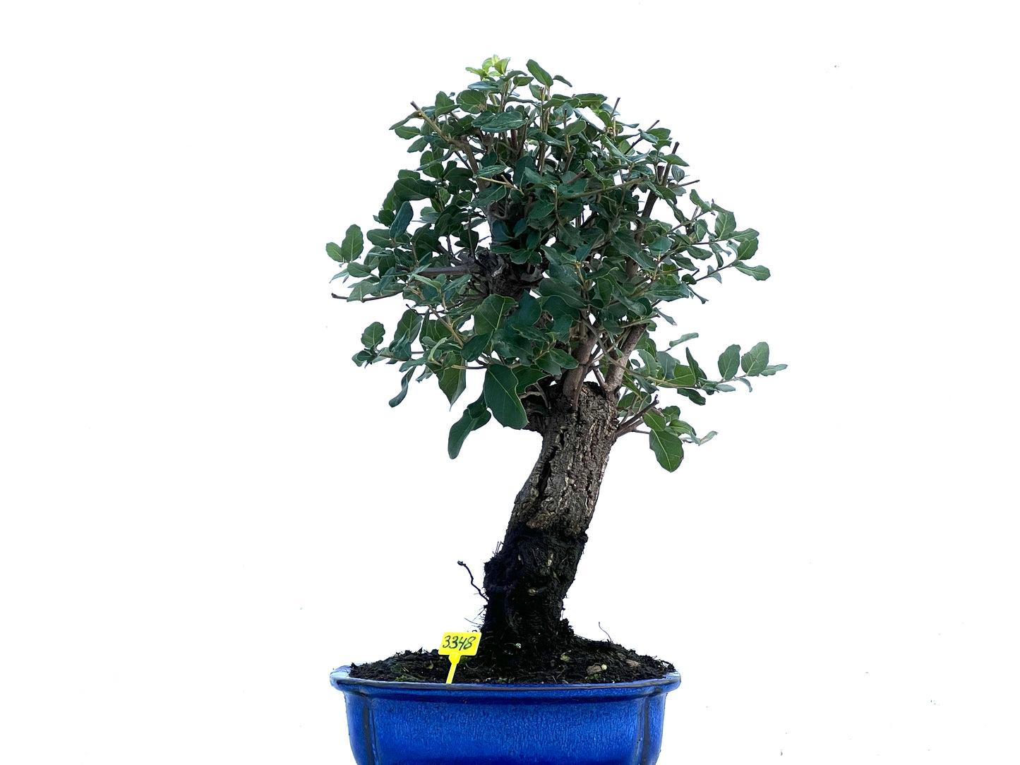 Quercus Suber 3348