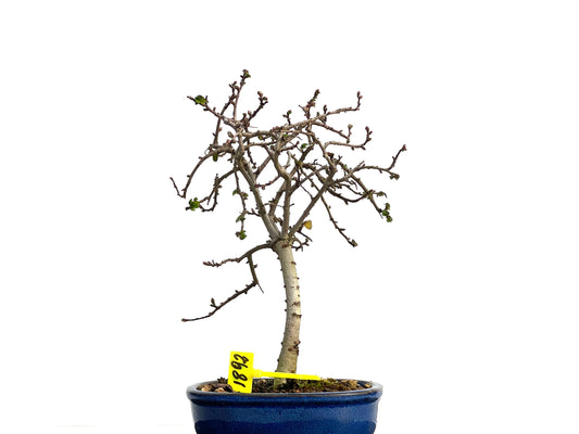 Ulmus Parvifolia 1892