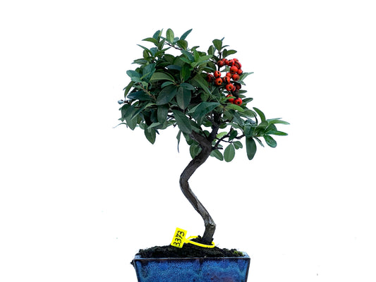 Pyracantha 3373