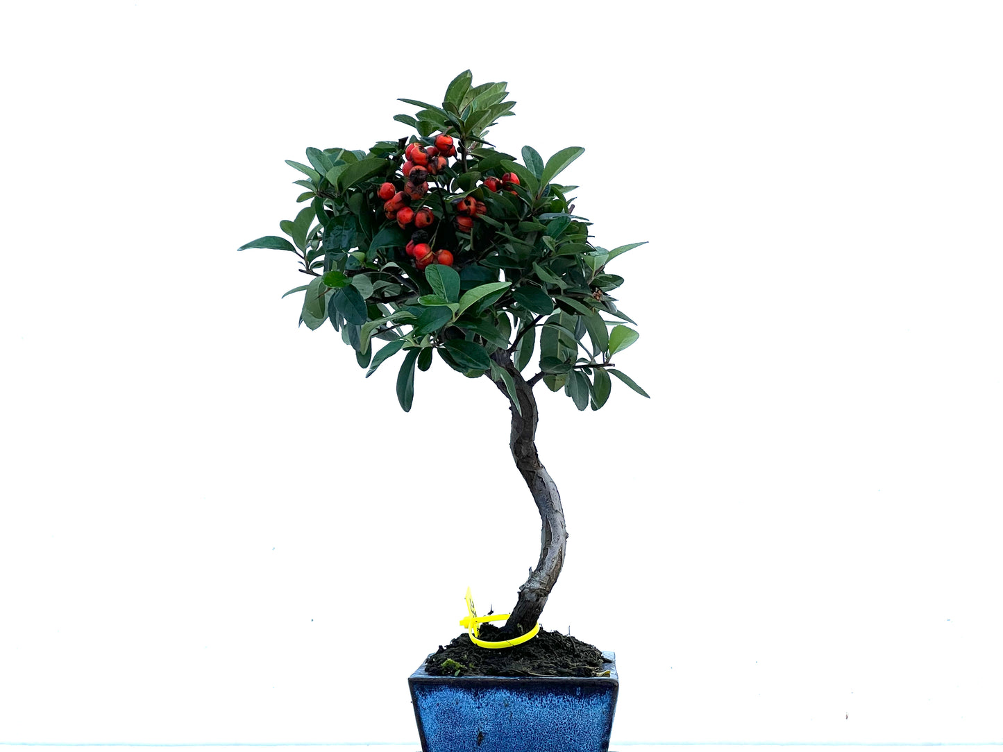 Pyracantha 3373