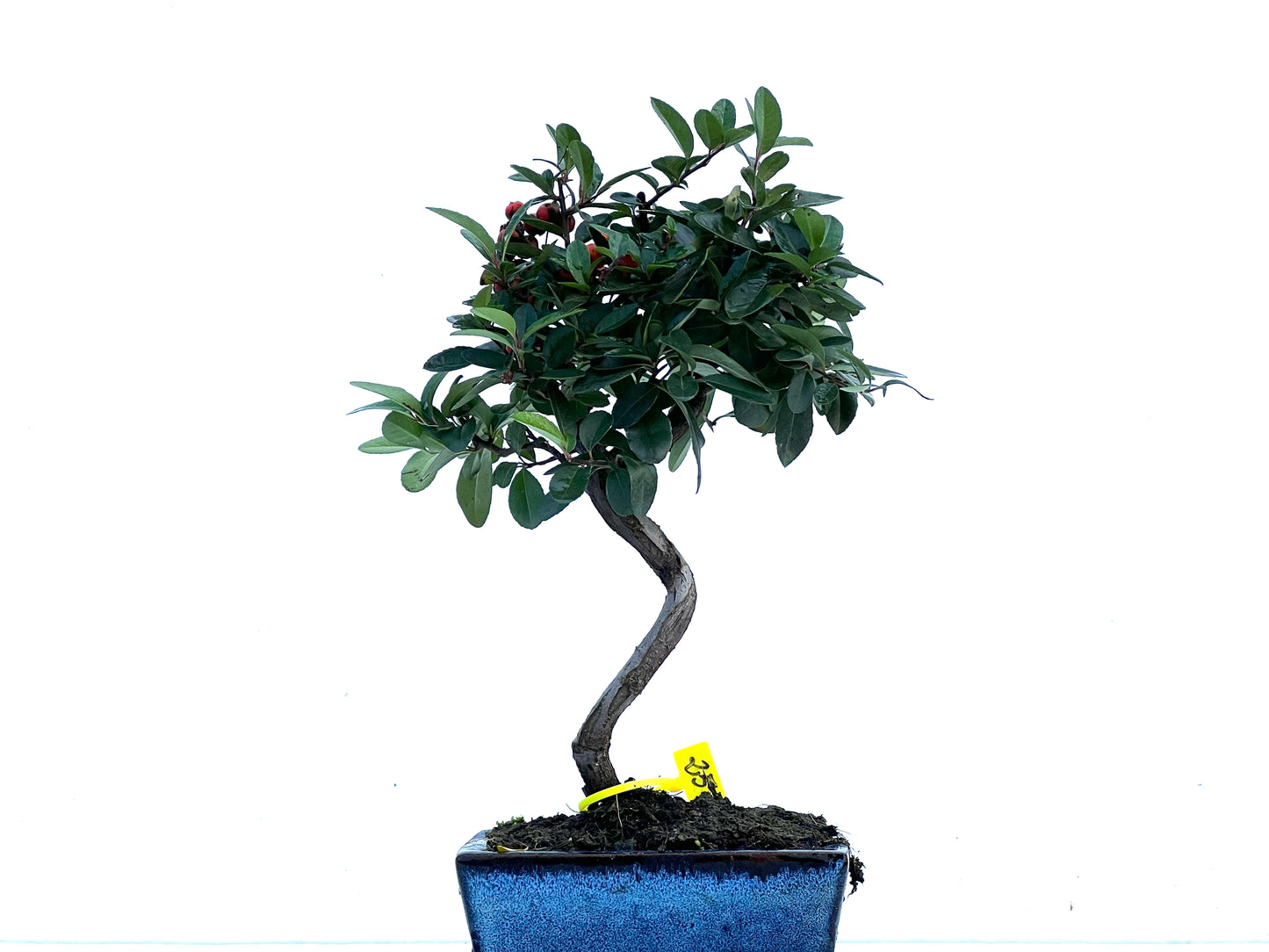Pyracantha 3373