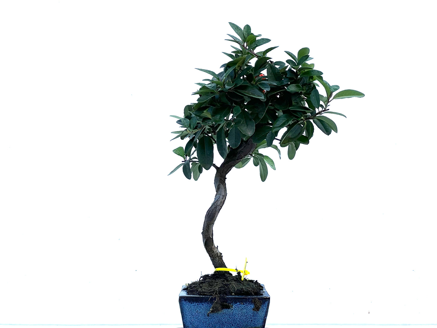 Pyracantha 3373