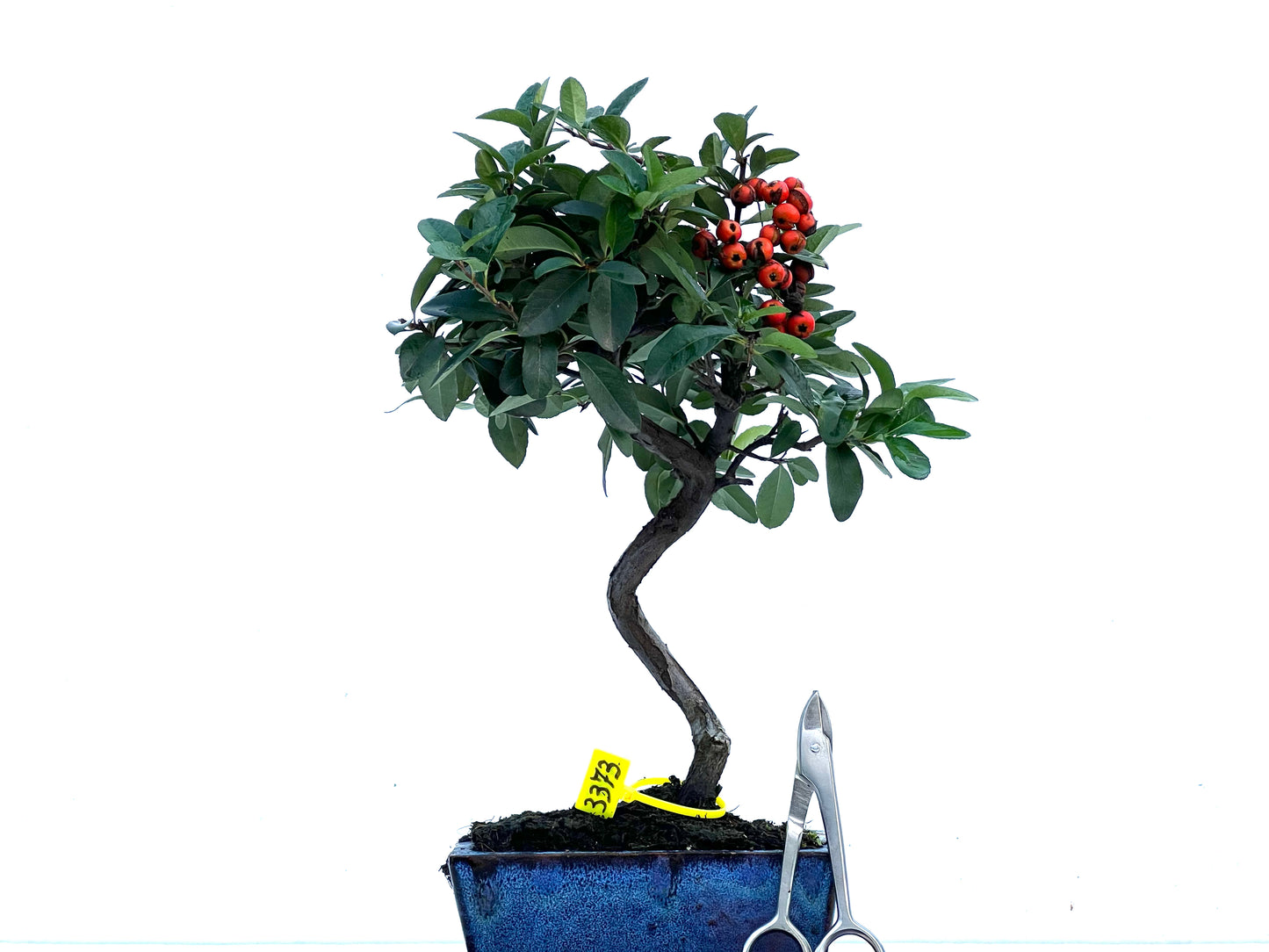Pyracantha 3373