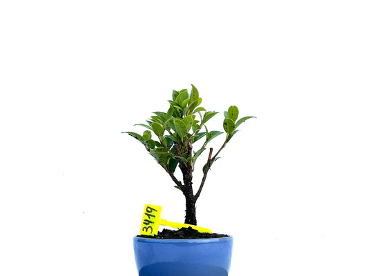 Ficus Tiger Bark 3419