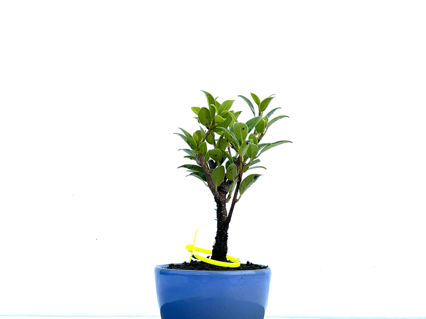 Ficus Tiger Bark 3419