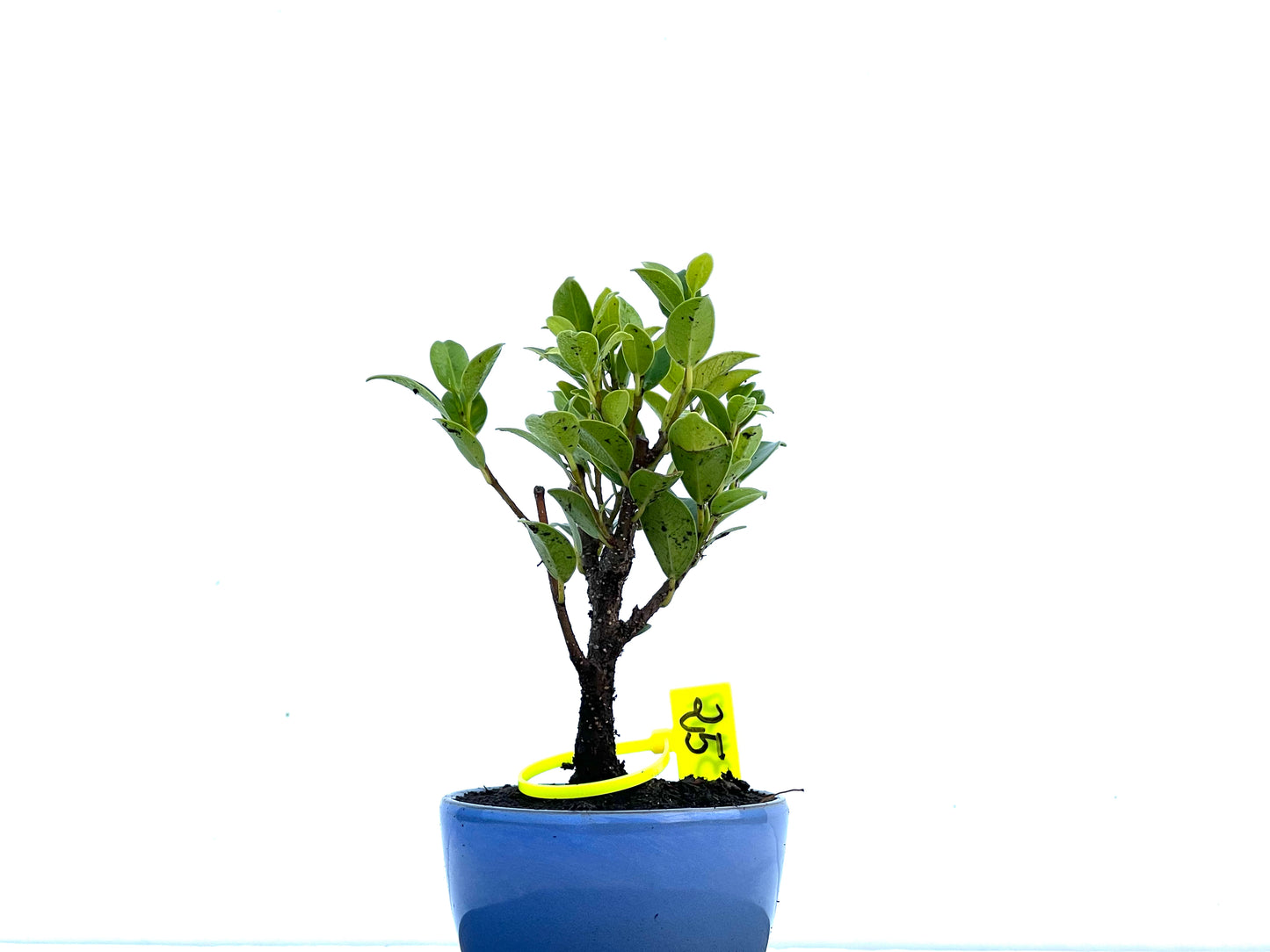 Ficus Tiger Bark 3419