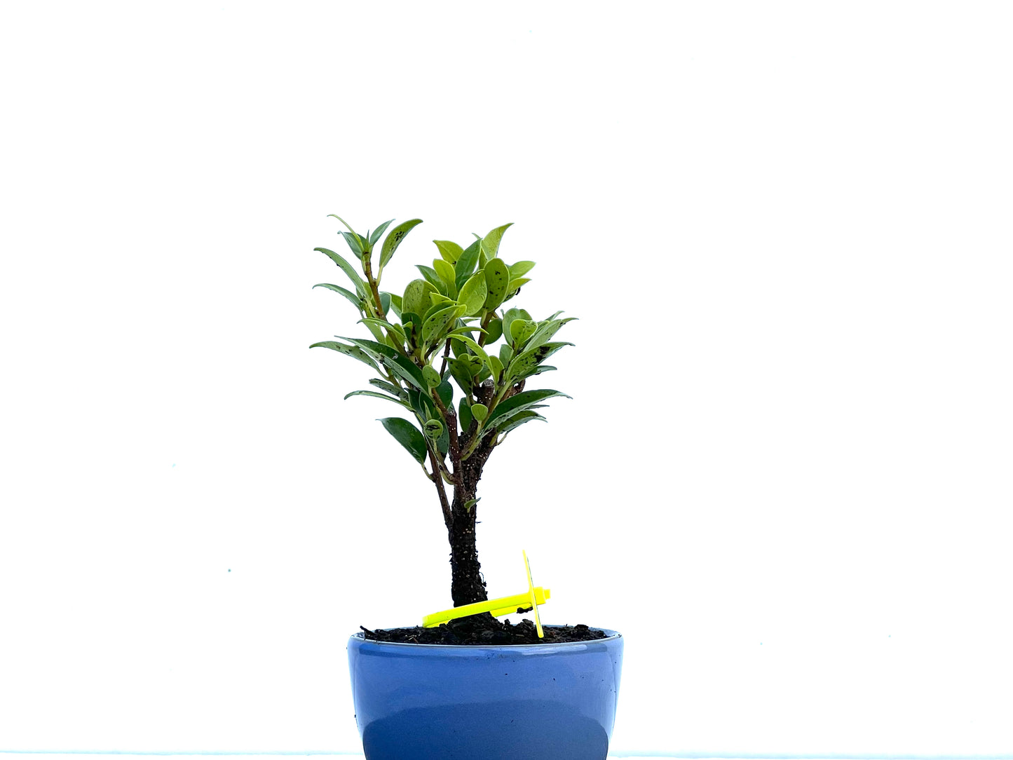Ficus Tiger Bark 3419