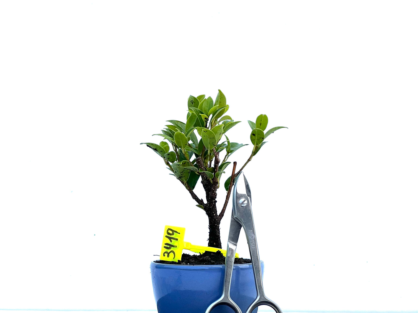 Ficus Tiger Bark 3419