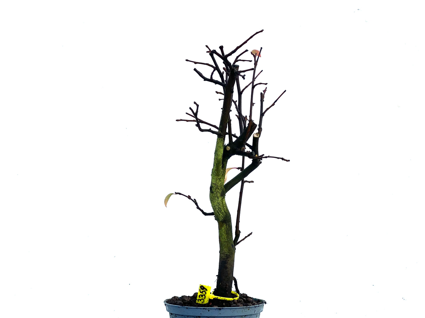 Pseudocidonia Sinensis 3359