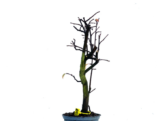 Pseudocidonia Sinensis 3359