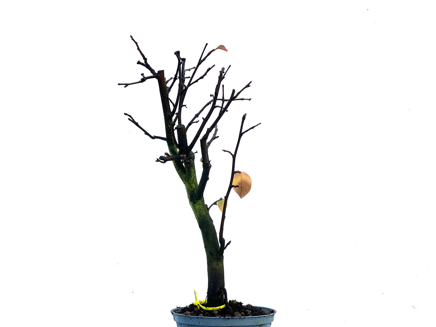Pseudocidonia Sinensis 3359