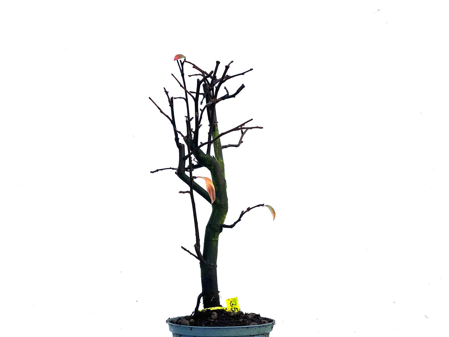 Pseudocidonia Sinensis 3359