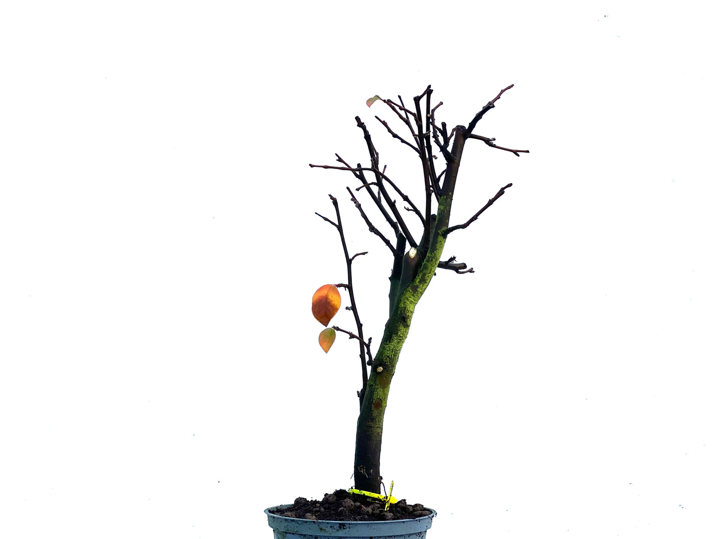 Pseudocidonia Sinensis 3359