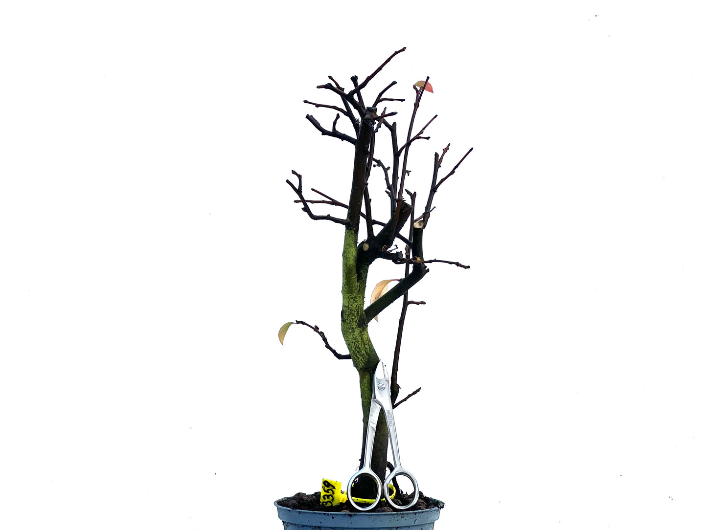 Pseudocidonia Sinensis 3359
