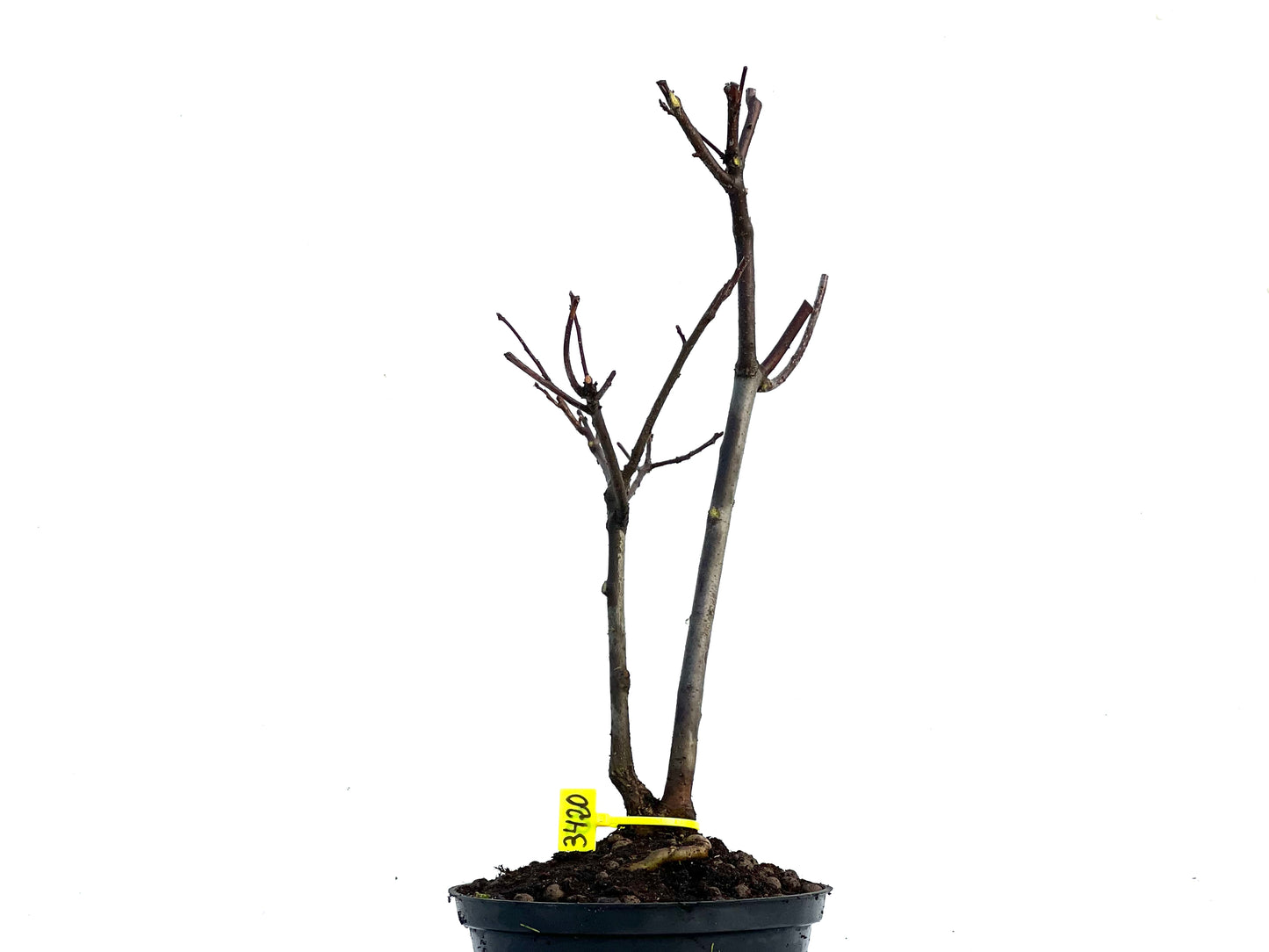 Malus Floribunda 3420