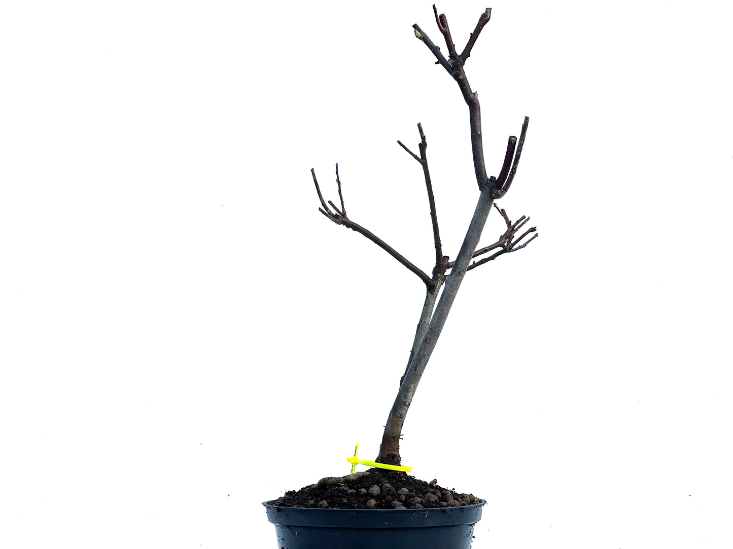 Malus Floribunda 3420