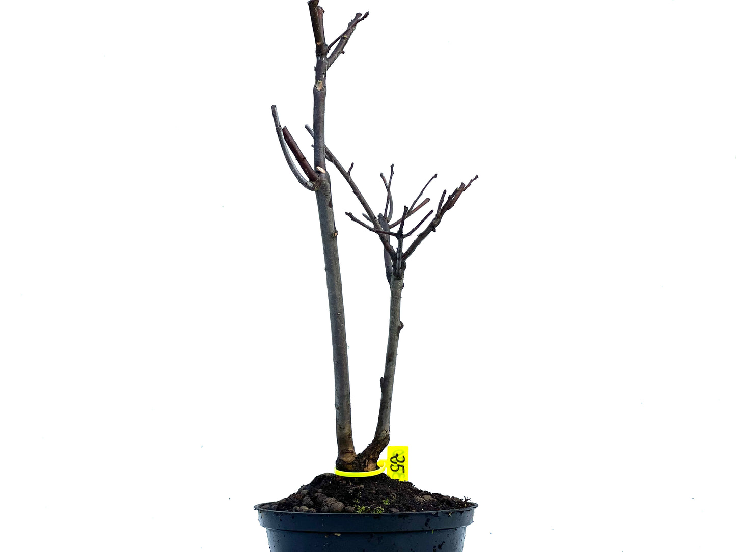 Malus Floribunda 3420