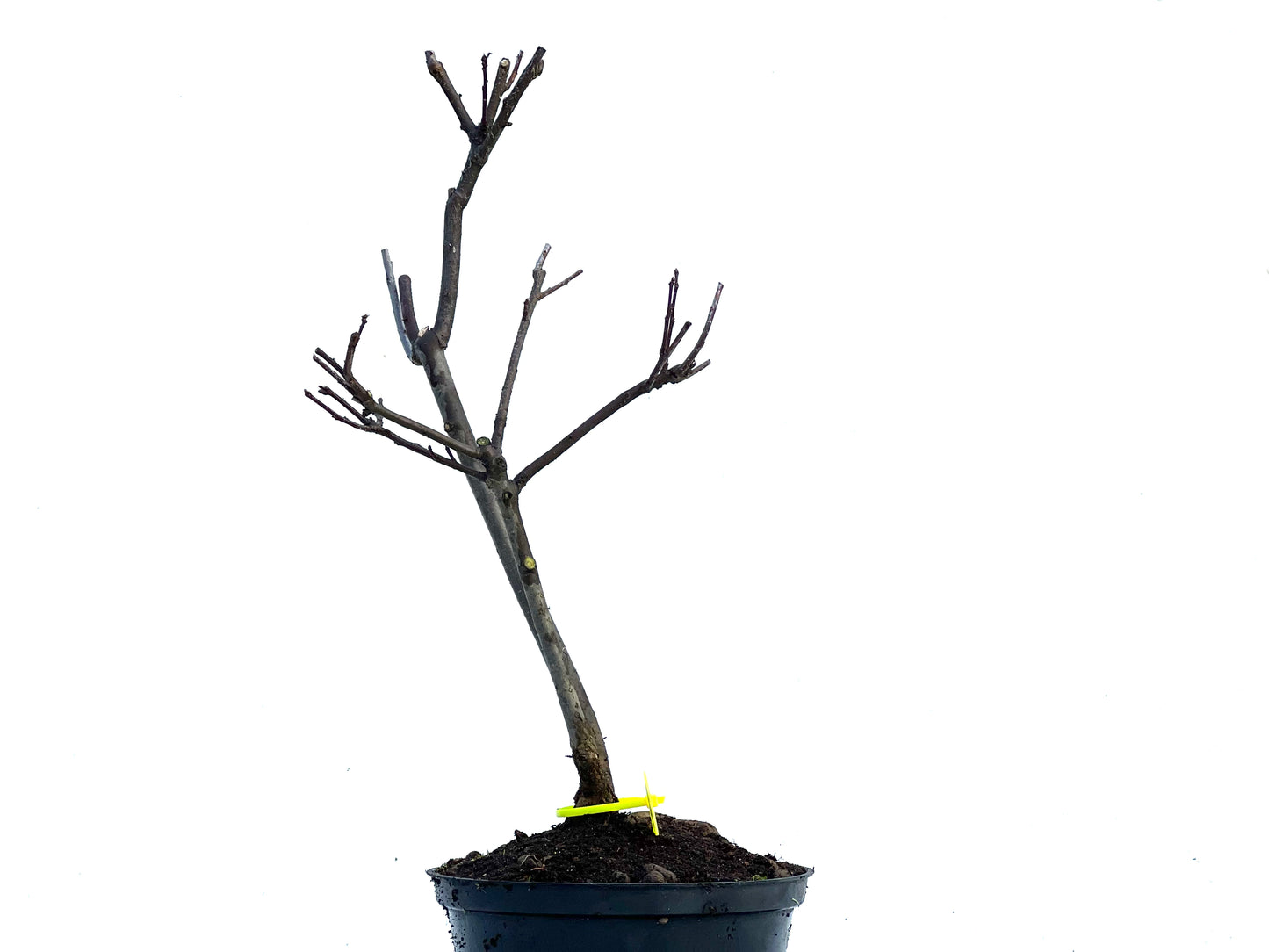 Malus Floribunda 3420