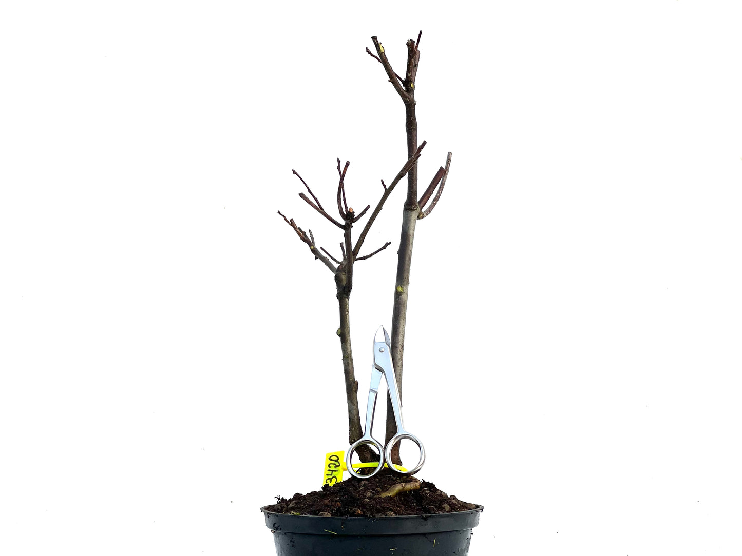 Malus Floribunda 3420