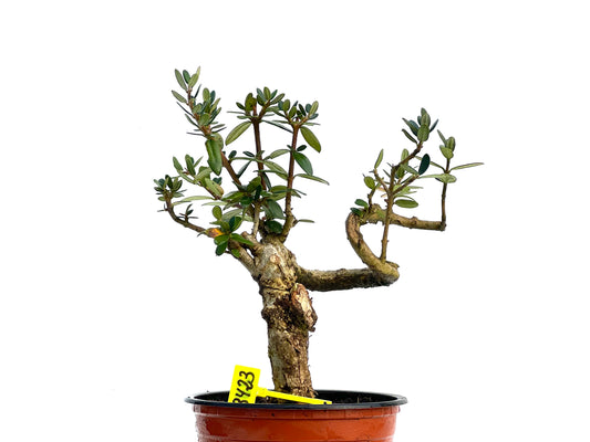 Olea Europaea Sylvestris 3423