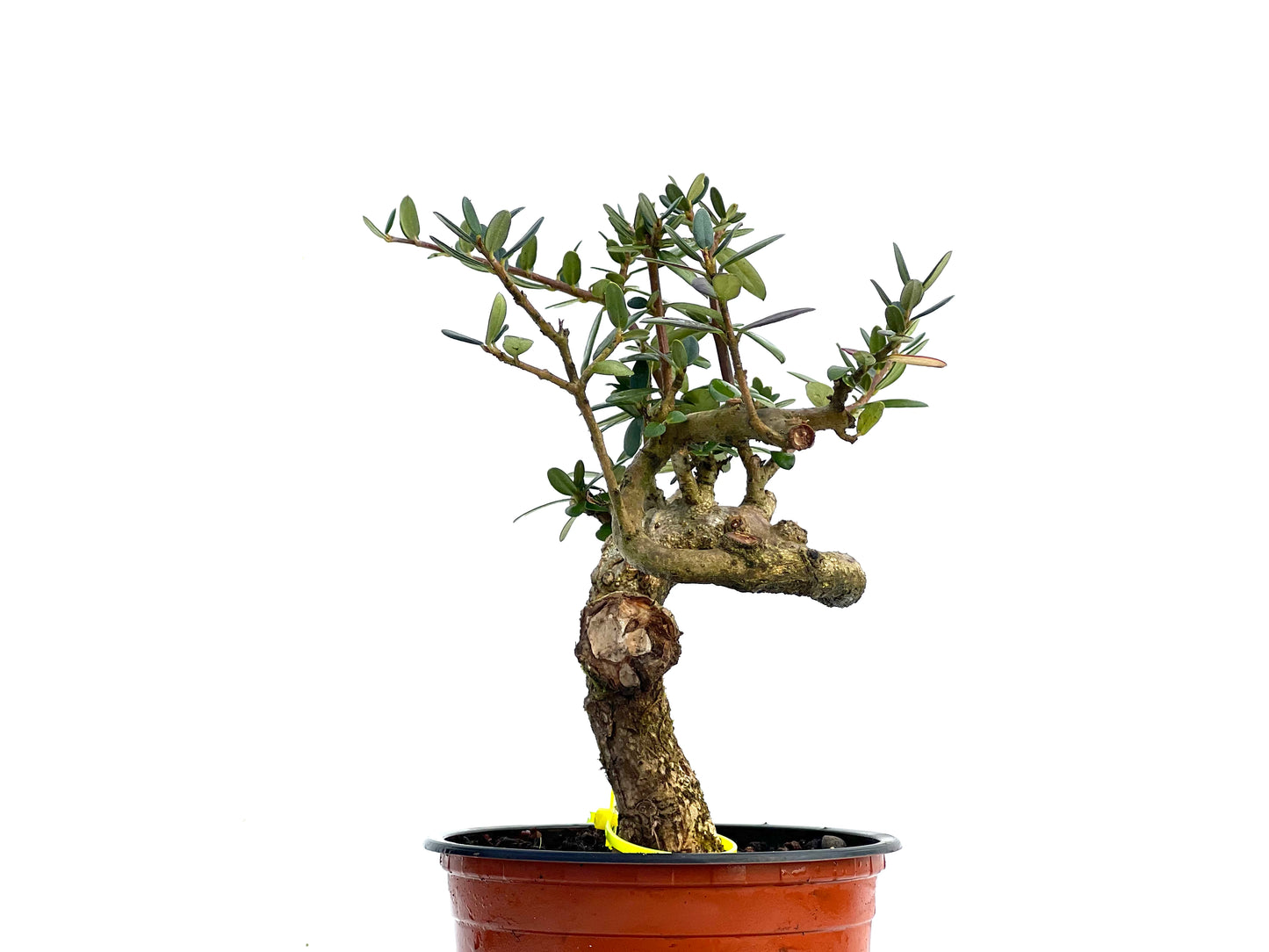 Olea Europaea Sylvestris 3423