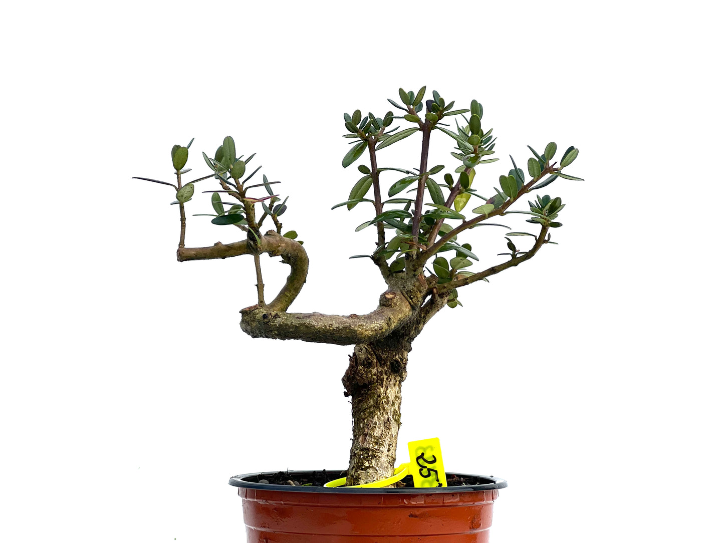 Olea Europaea Sylvestris 3423