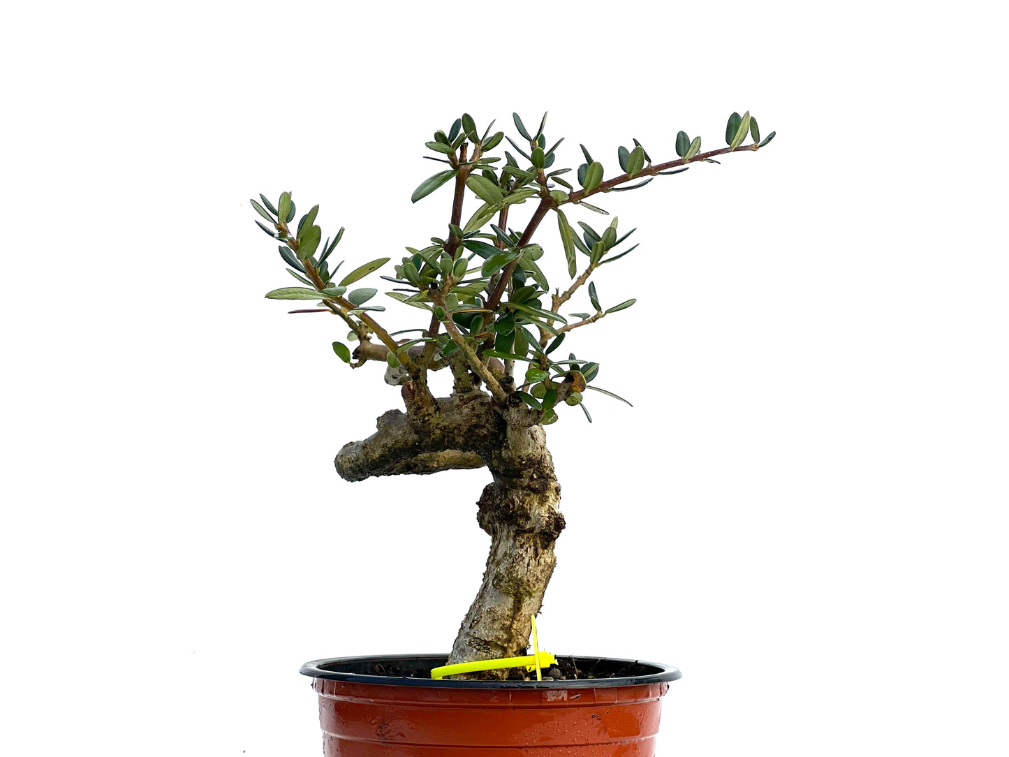 Olea Europaea Sylvestris 3423