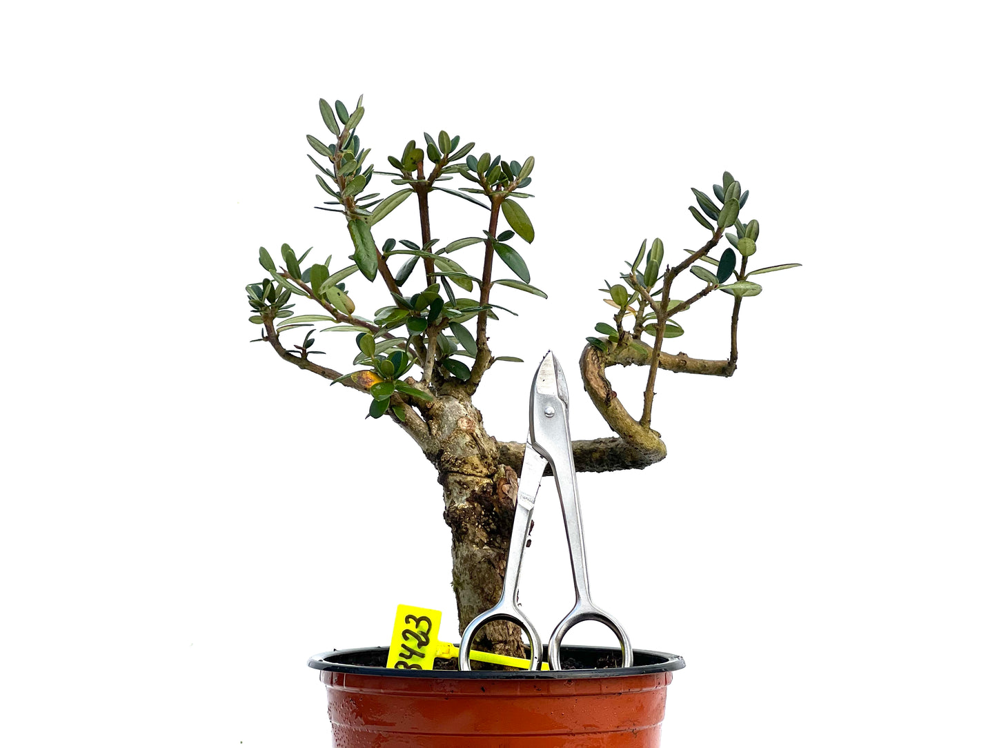 Olea Europaea Sylvestris 3423