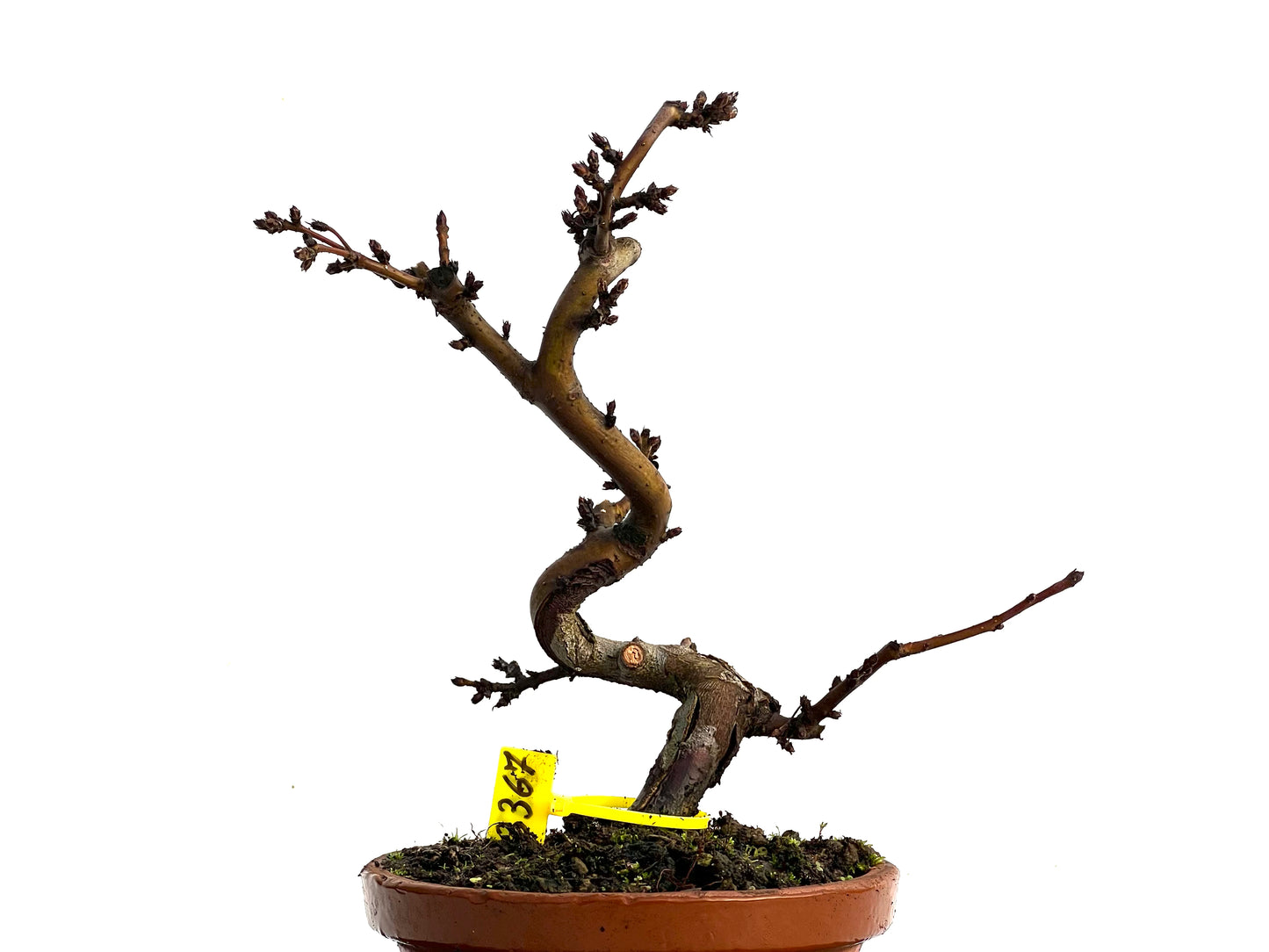 Malus Sieboldii 3367