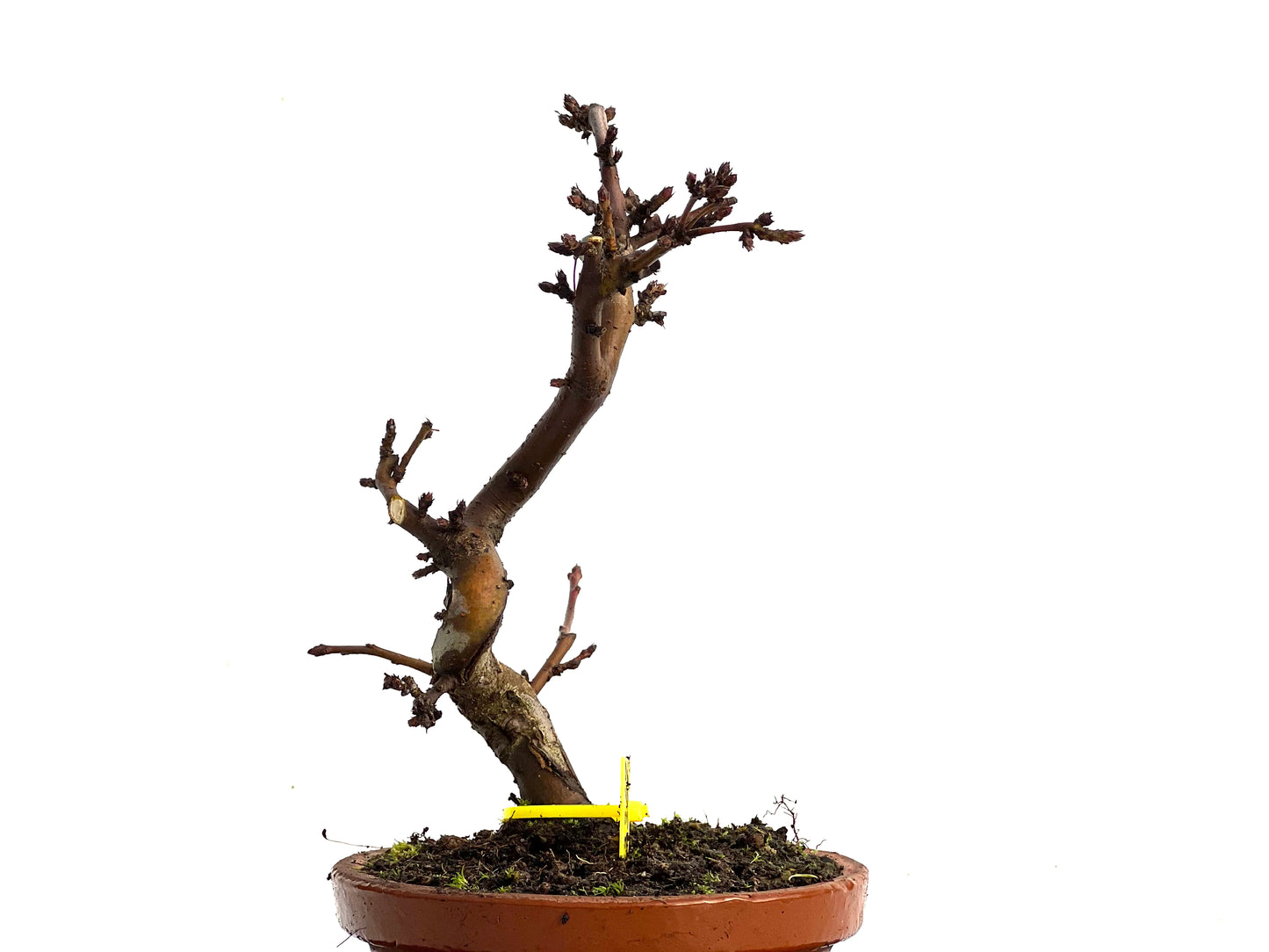 Malus Sieboldii 3367