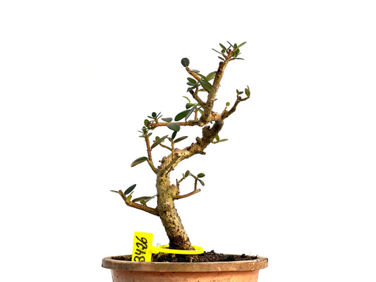 Olea Europaea Sylvestris 3426