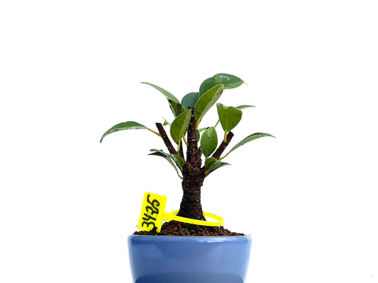 Ficus Tiger Bark 3425