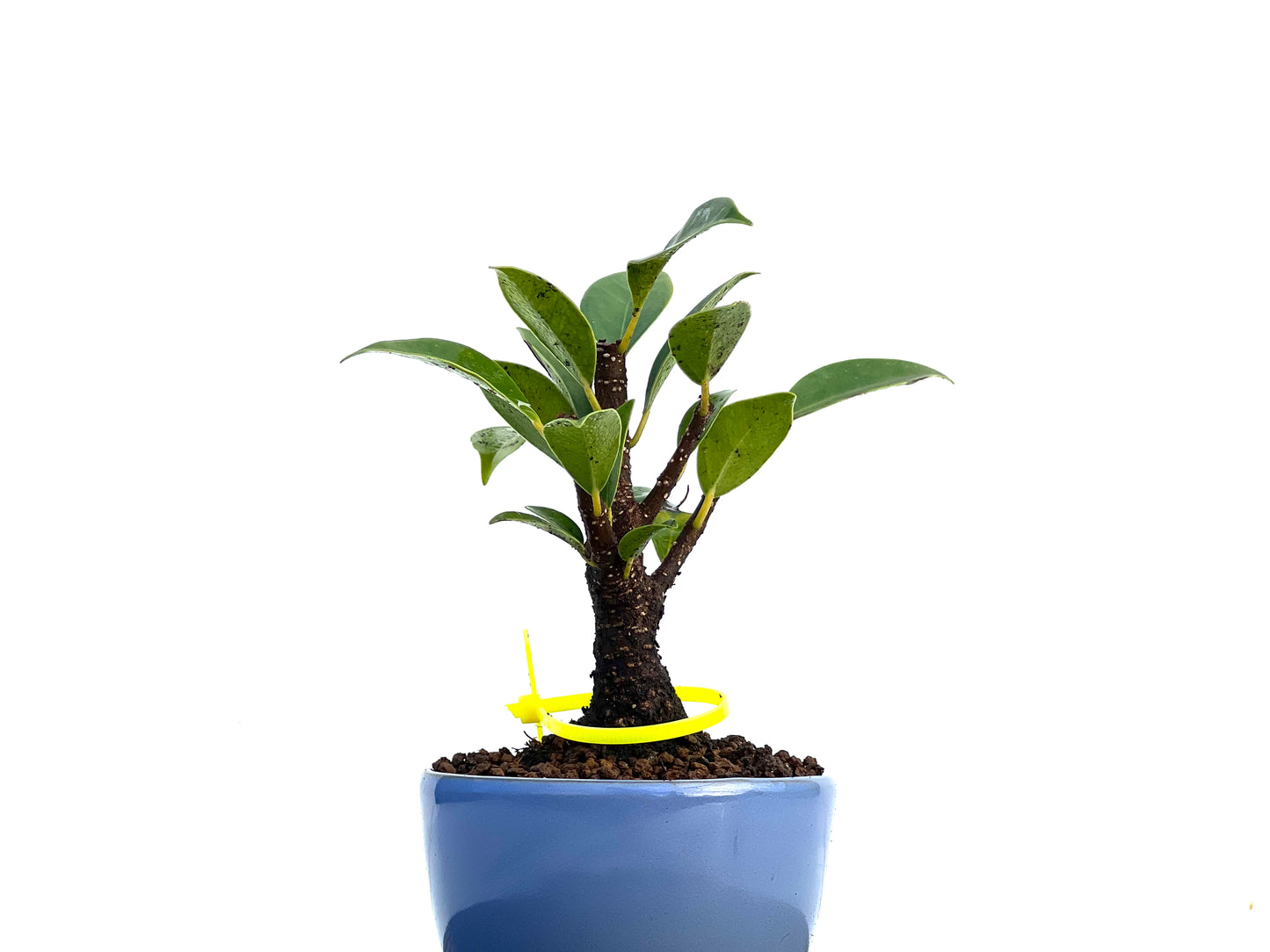 Ficus Tiger Bark 3425