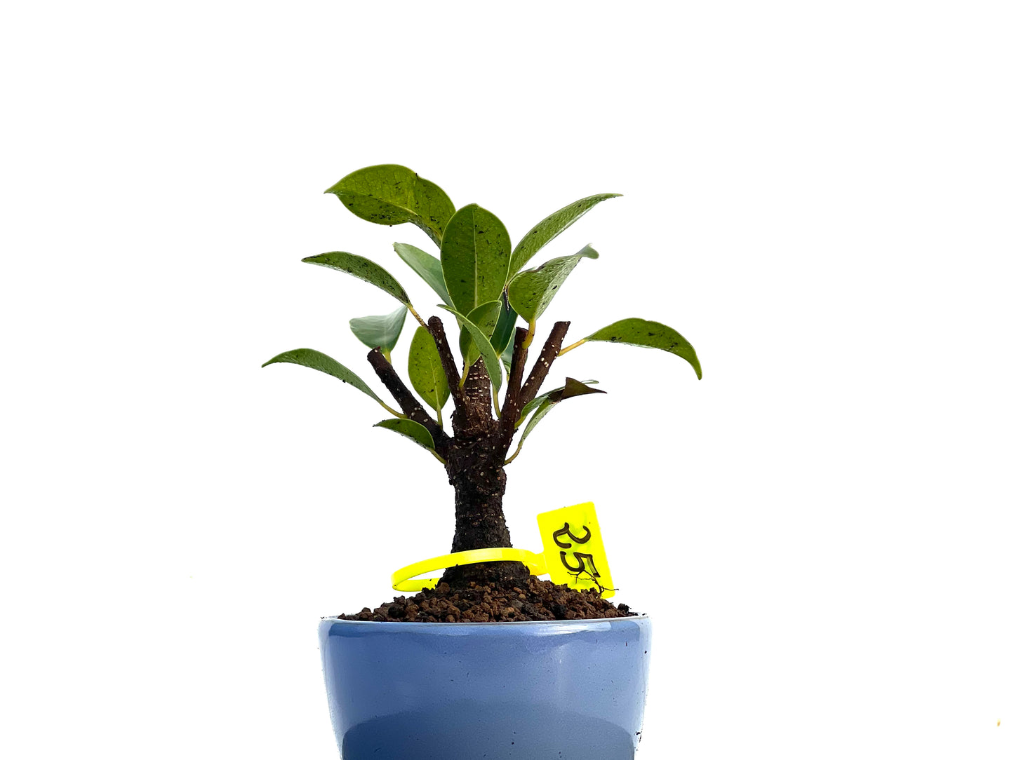 Ficus Tiger Bark 3425