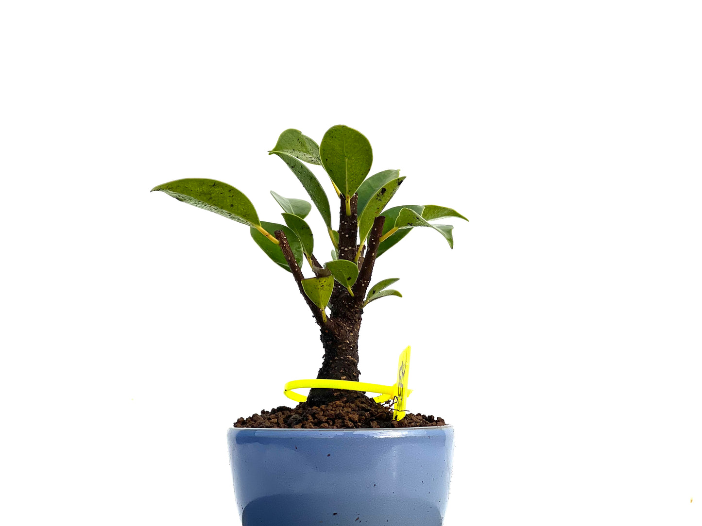 Ficus Tiger Bark 3425