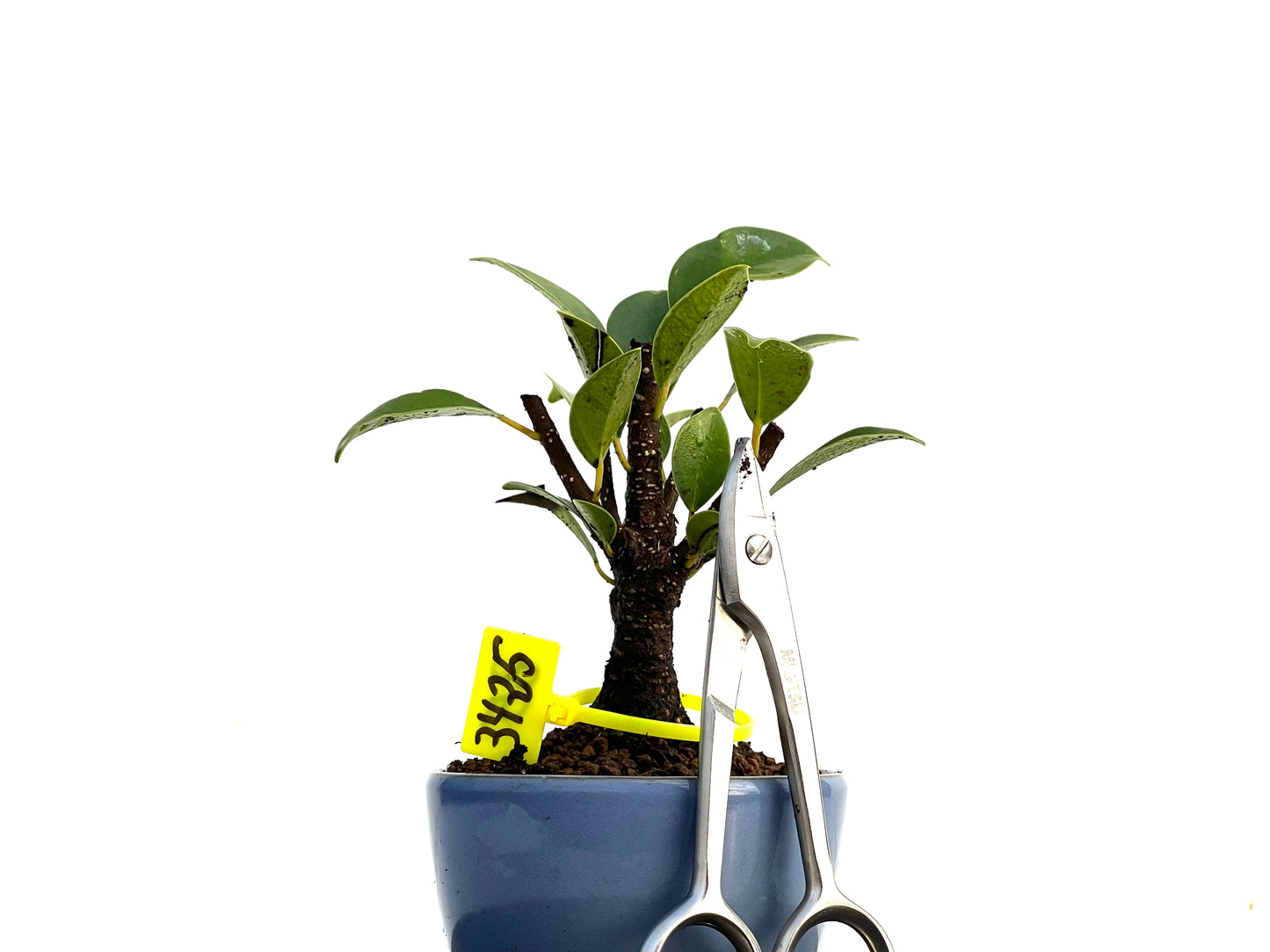 Ficus Tiger Bark 3425
