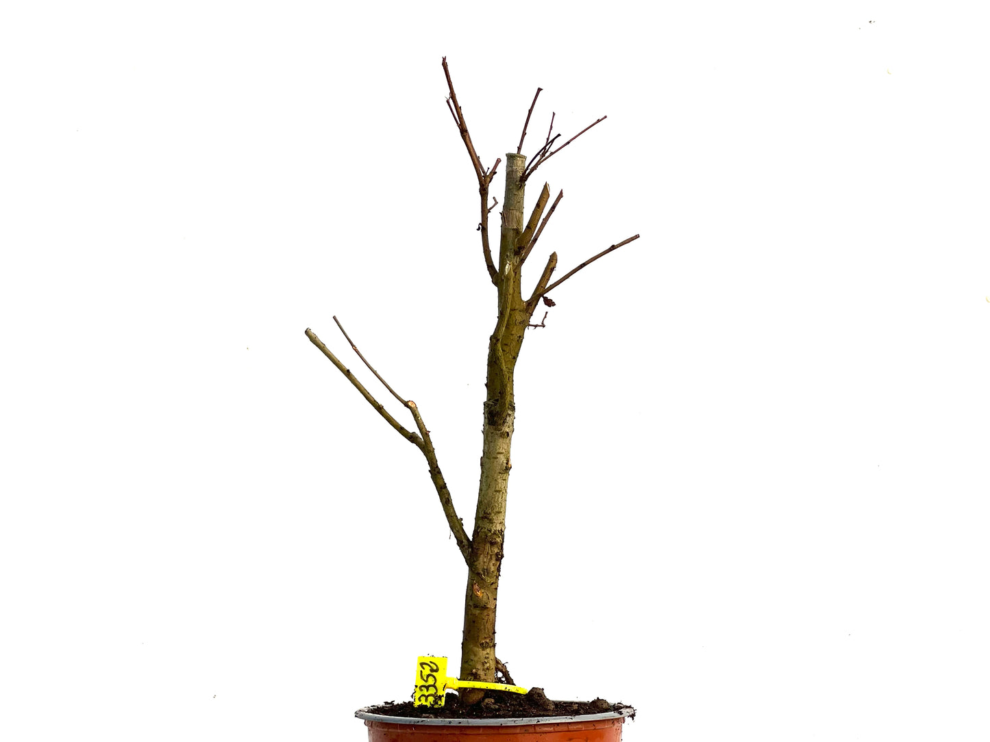 Ulmus Minor 3352