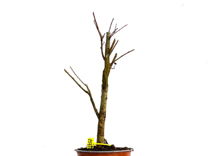 Ulmus Minor 3352