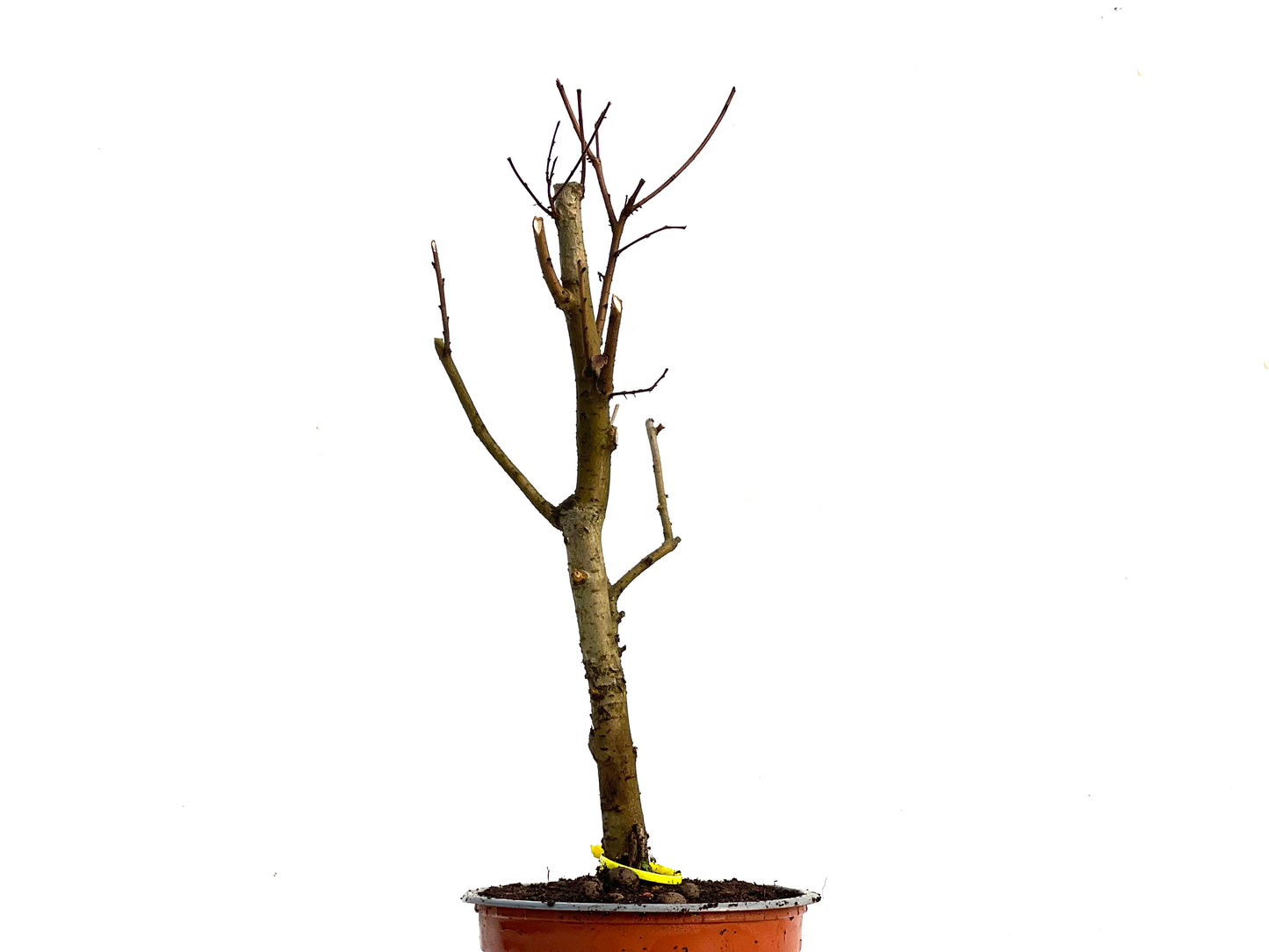 Ulmus Minor 3352