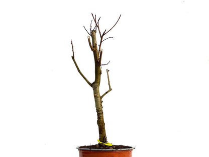 Ulmus Minor 3352