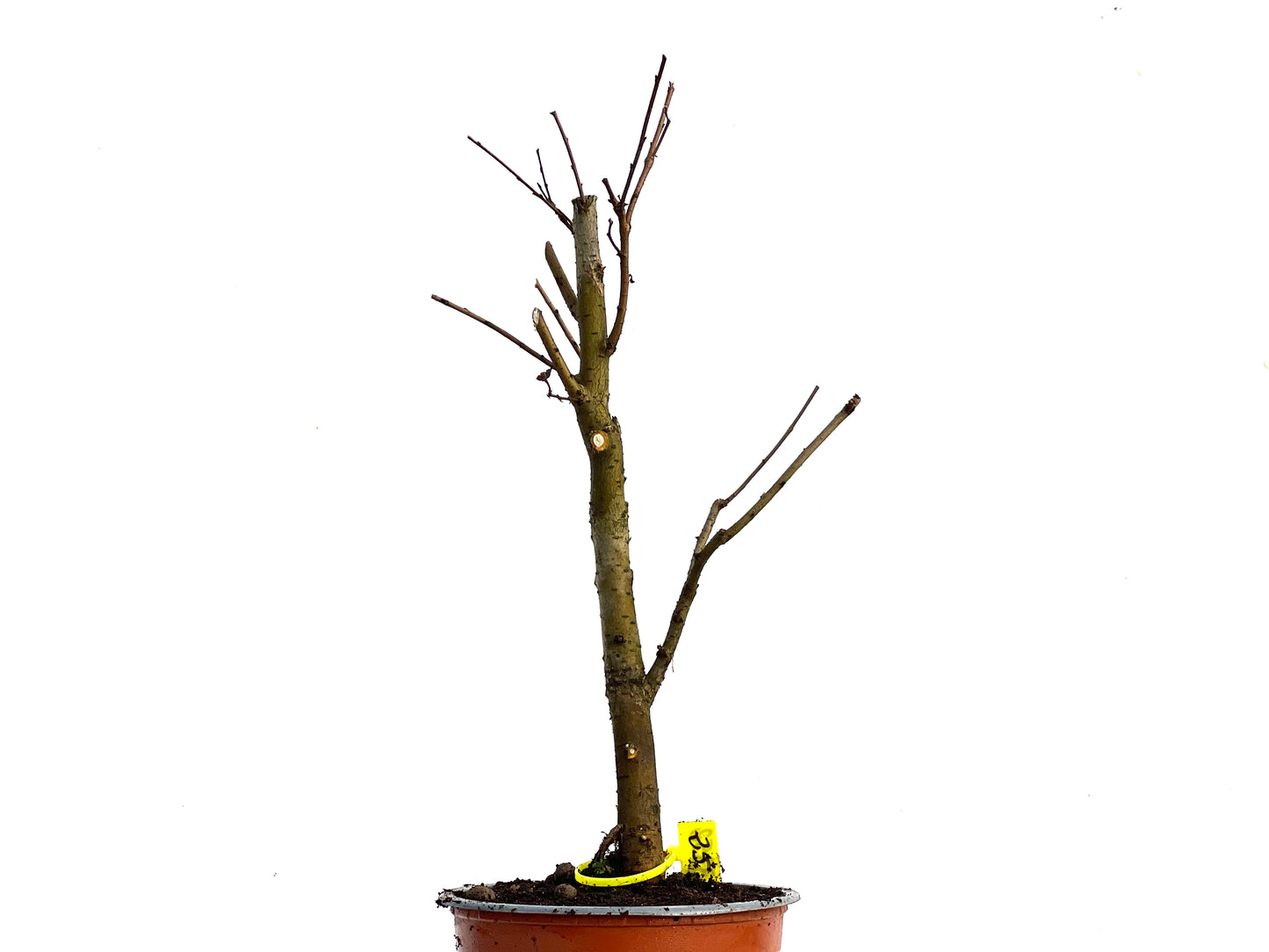 Ulmus Minor 3352