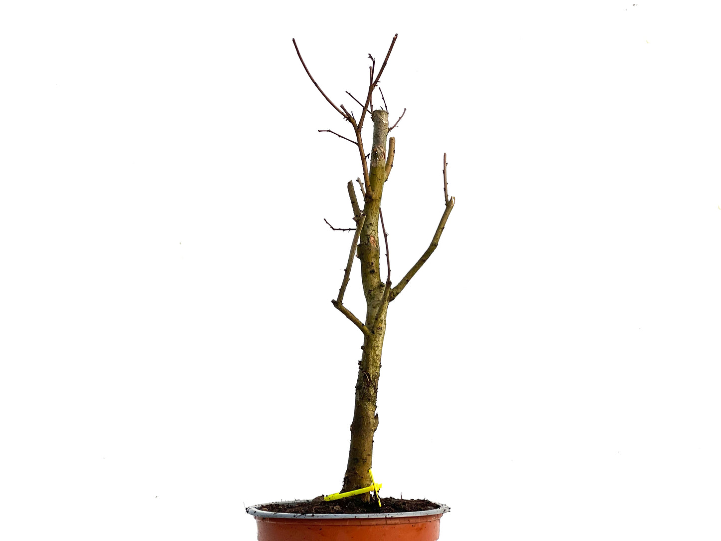 Ulmus Minor 3352