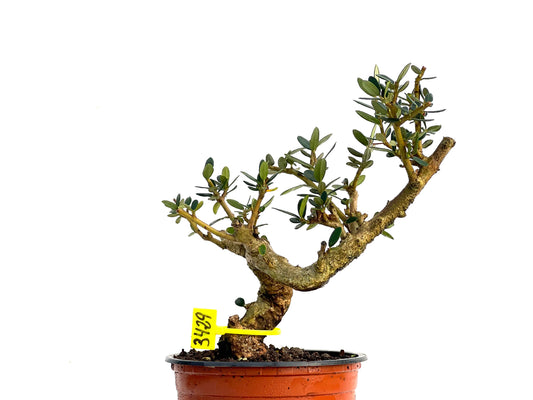 Olea Europaea Sylvestris 3429