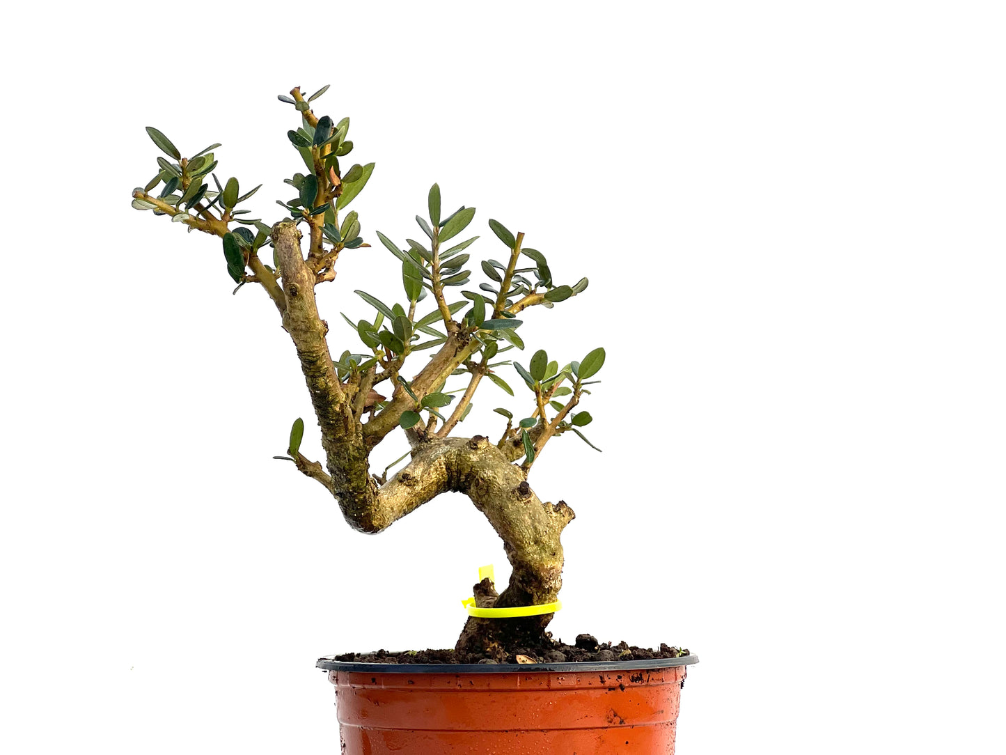 Olea Europaea Sylvestris 3429