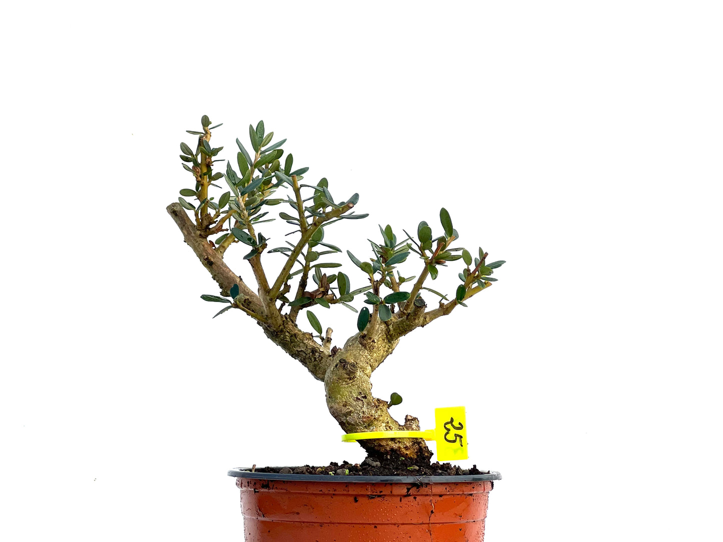 Olea Europaea Sylvestris 3429