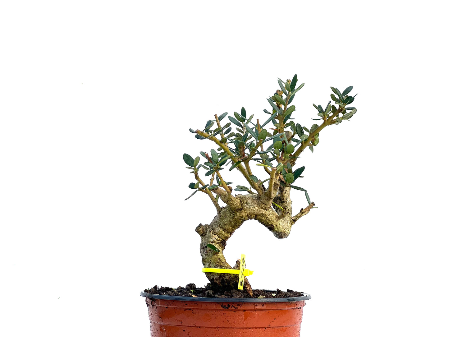 Olea Europaea Sylvestris 3429