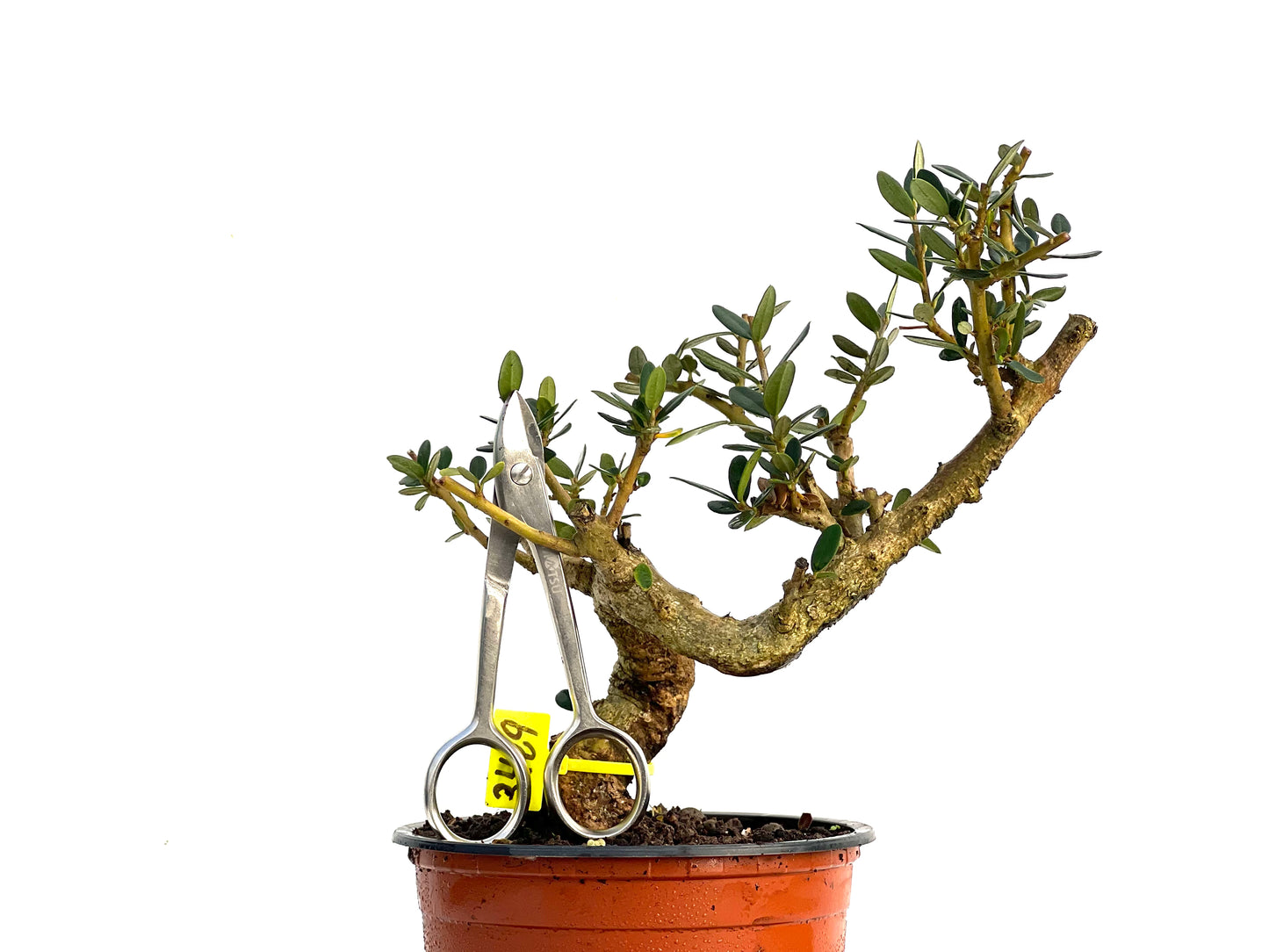 Olea Europaea Sylvestris 3429