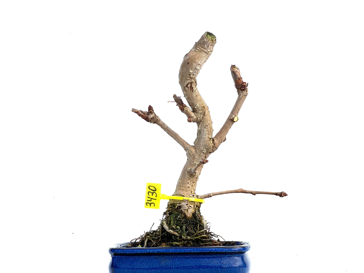 Ginkgo Biloba 3430