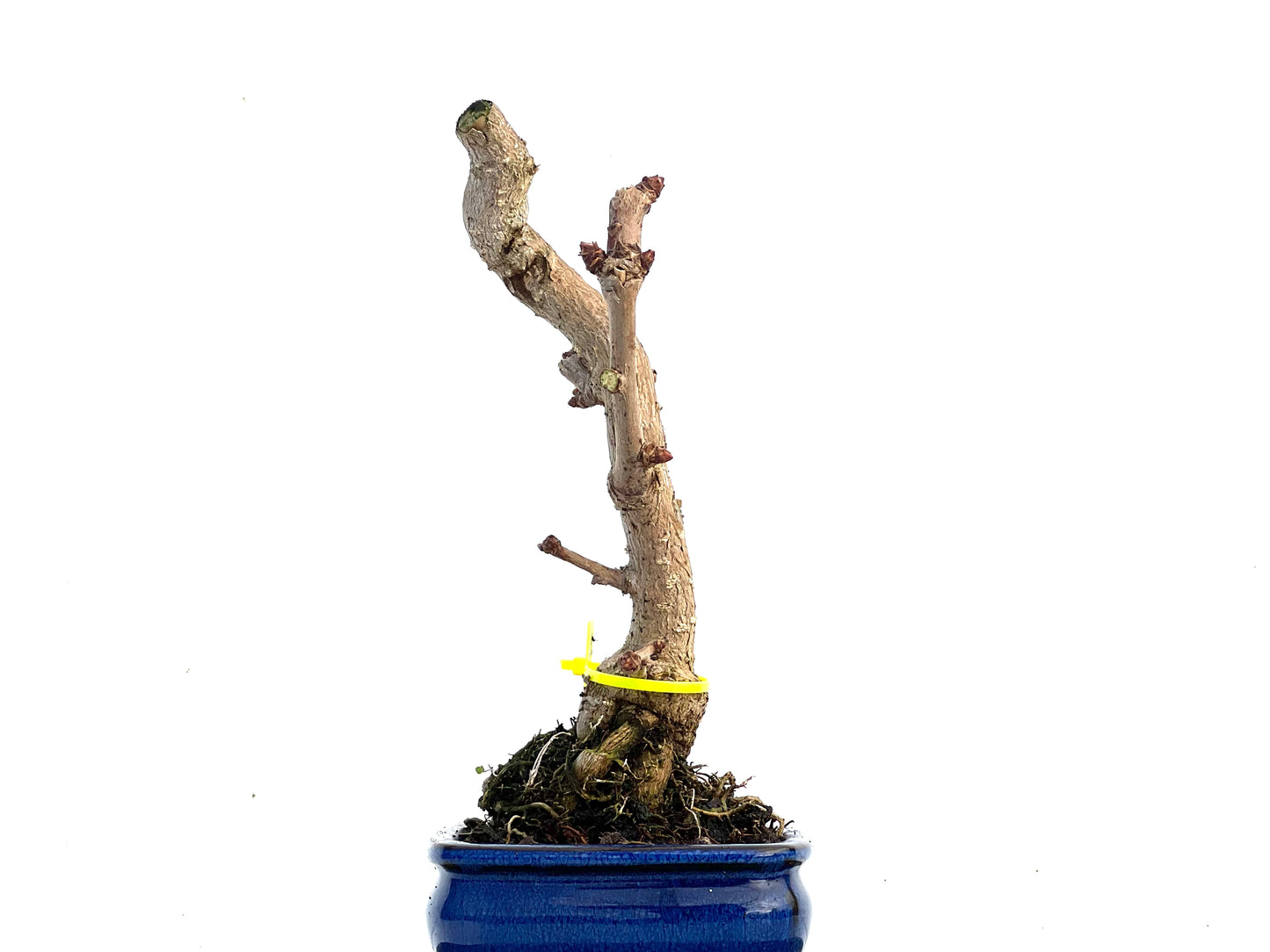 Ginkgo Biloba 3430